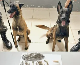Imagem ilustrativa da imagem Cães farejadores encontram drogas durante treinamento em Vila Velha