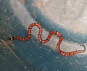 Imagem ilustrativa da imagem Cobra coral é encontrada dentro de casa na Praia da Costa