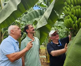 Imagem ilustrativa da imagem Cultivar do Incaper promete reforçar a bananicultura capixaba com resistência