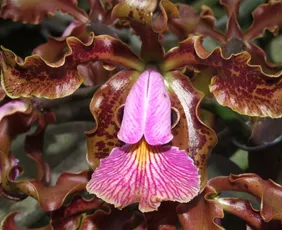Imagem ilustrativa da imagem Espécies de flores encontradas no Espírito Santo são vendidas por até R$ 20 mil
