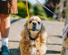 Imagem ilustrativa da imagem Guarda compartilhada de animais de estimação após separação de casais agora é lei