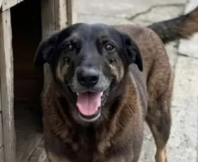 Imagem ilustrativa da imagem Cão Orelha: decreto que aumenta multas para maus-tratos contra animais é publicado