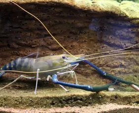 Imagem ilustrativa da imagem Mais de 11 toneladas de “Camarão-gigante” foram produzidas no ES