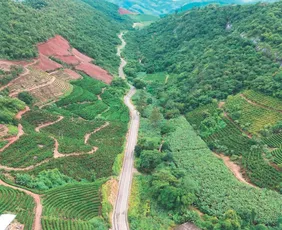 Imagem ilustrativa da imagem Pavimentação de rodovia fortalece agricultura e muda realidade em Itarana