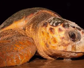 Imagem ilustrativa da imagem Projeto Tamar: tartaruga de 60 anos volta ao ES para desovar