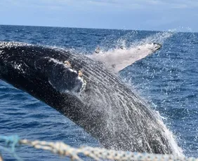 Imagem ilustrativa da imagem Projeto da Vports que protege baleias é premiado pela ANTAQ