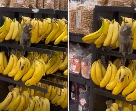 Imagem ilustrativa da imagem VÍDEO | Saguis “invadem” supermercado e atacam banca de bananas no ES