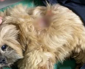 Imagem ilustrativa da imagem Tutor de pitbull condenado a pagar R$ 10 mil após ataque no ES