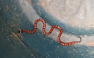 Imagem ilustrativa da imagem Cobra coral é encontrada dentro de casa na Praia da Costa