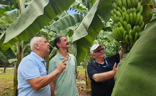 Imagem ilustrativa da imagem Cultivar do Incaper promete reforçar a bananicultura capixaba com resistência