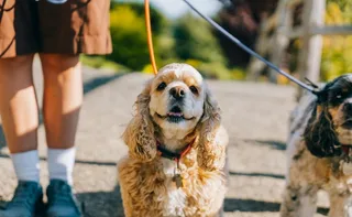 Imagem ilustrativa da imagem Guarda compartilhada de animais de estimação após separação de casais agora é lei