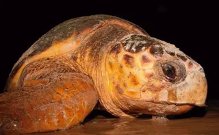 Imagem ilustrativa da imagem Projeto Tamar: tartaruga de 60 anos volta ao ES para desovar