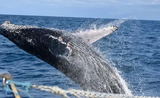 Imagem ilustrativa da imagem Projeto da Vports que protege baleias é premiado pela ANTAQ