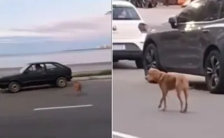Imagem ilustrativa da imagem VÍDEO | Idoso que abandonou cachorro em Guarapari é localizado pela polícia