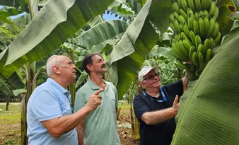 Imagem ilustrativa da imagem Cultivar do Incaper promete reforçar a bananicultura capixaba com resistência