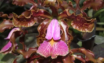 Imagem ilustrativa da imagem Espécies de flores encontradas no Espírito Santo são vendidas por até R$ 20 mil