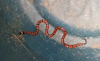 Imagem ilustrativa da imagem Cobra coral é encontrada dentro de casa na Praia da Costa