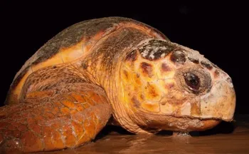 Imagem ilustrativa da imagem Projeto Tamar: tartaruga de 60 anos volta ao ES para desovar