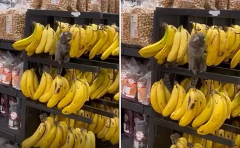 Imagem ilustrativa da imagem VÍDEO | Saguis “invadem” supermercado e atacam banca de bananas no ES