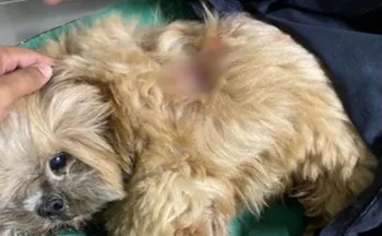 Imagem ilustrativa da imagem Tutor de pitbull condenado a pagar R$ 10 mil após ataque no ES