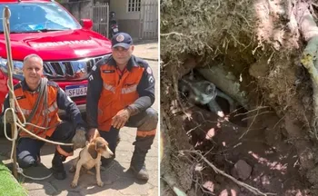 Imagem ilustrativa da imagem VÍDEO | Cadela fica presa em buraco e é resgatada pelos Bombeiros no ES