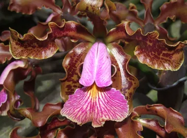 Imagem ilustrativa da imagem Espécies de flores encontradas no Espírito Santo são vendidas por até R$ 20 mil
