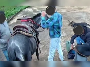 Imagem ilustrativa da imagem Adolescente de 16 anos é suspeito de matar égua a facadas no ES