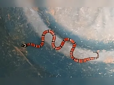 Renomado chef Alex Atala é o dono dos restaurantes D.O.M. e Dalva e Dito