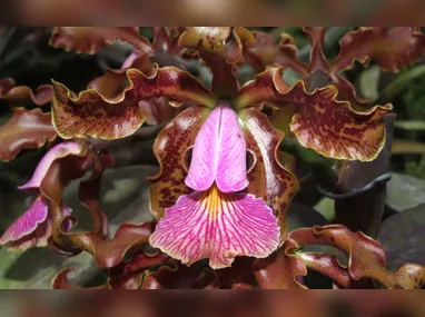 Imagem ilustrativa da imagem Espécies de flores encontradas no Espírito Santo são vendidas por até R$ 20 mil