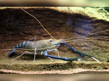 Amigos mostram ovo da galinha-anã que foi leiloado em Marechal Floriano