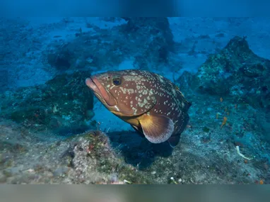 Jovem e o cachorro chow-chow ficaram feridos no ataque do pitbull