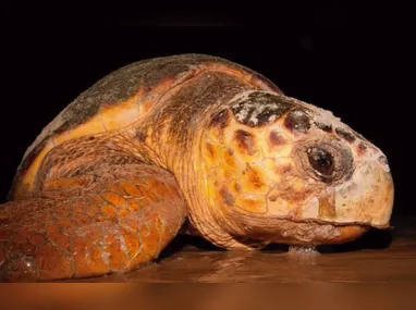 Imagem ilustrativa da imagem Projeto Tamar: tartaruga de 60 anos volta ao ES para desovar