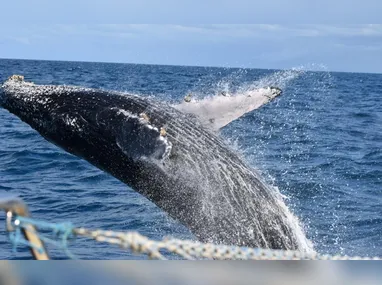 Linhas especiais devem atender foliões neste fim de semana