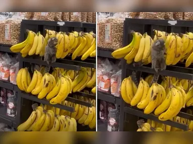 Animal foi encontrado próximo à faixa de areia, com dificuldades de se movimentar