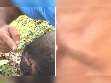 Foram apreendidas diversas placas virgens usadas para a adulteração