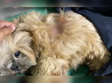 Crianças foram levadas até o Conselho Tutelar de Cariacica