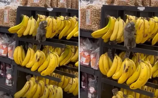 Imagem ilustrativa da imagem VÍDEO | Saguis “invadem” supermercado e atacam banca de bananas no ES