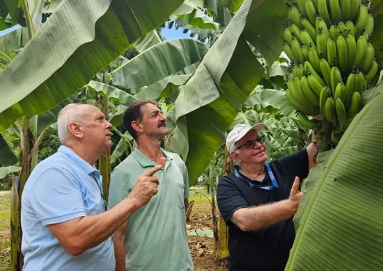 Imagem ilustrativa da imagem Cultivar do Incaper promete reforçar a bananicultura capixaba com resistência