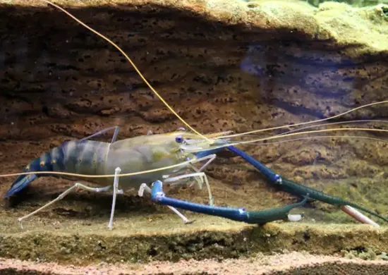 Imagem ilustrativa da imagem Mais de 11 toneladas de “Camarão-gigante” foram produzidas no ES
