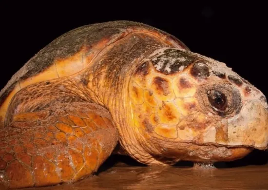 Imagem ilustrativa da imagem Projeto Tamar: tartaruga de 60 anos volta ao ES para desovar