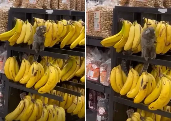 Imagem ilustrativa da imagem VÍDEO | Saguis “invadem” supermercado e atacam banca de bananas no ES