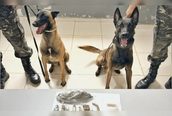 Cães farejadores da Polícia Penal localizaram as drogas escondidas sob as pedras