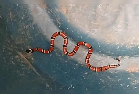 A cobra foi resgatada pela ROAR