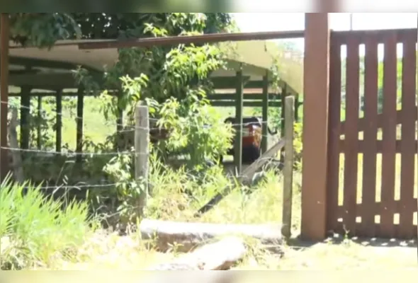 Vizinho afirmou que a casa incendiada pertencia ao proprietário do sítio, apontado como Dante de Barros Michelini