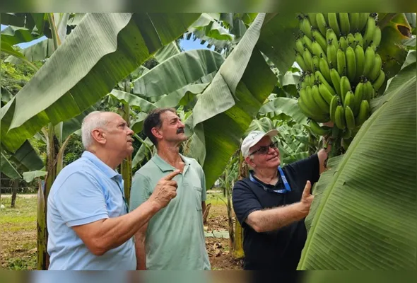 Alciro, Antônio Carlos e José Aires observam nova variedade de banana lançada em Alfredo Chaves