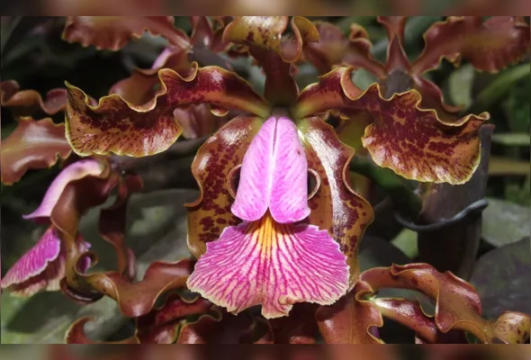 Orquídea Cattleya schilleriana foi comercializada por valores entre R$ 10 mil e R$ 20 mil, segundo especialista
