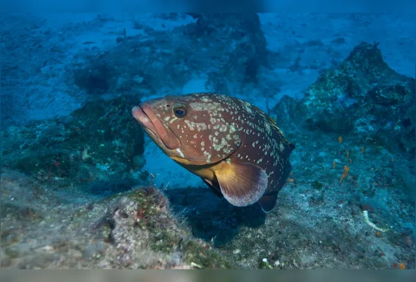 O mero é a maior espécie de garoupa 
do Oceano Atlântico, podendo chegar a 2,5 metros em sua fase adulta