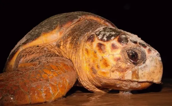 Imagem ilustrativa da imagem Projeto Tamar: tartaruga de 60 anos volta ao ES para desovar