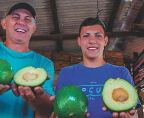 Imagem ilustrativa da imagem Até 4 mil caixas por colheita de abacate no Espírito Santo