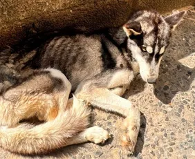 Imagem ilustrativa da imagem Cadela da raça husky siberiano é resgatada com desnutrição severa em Cariacica